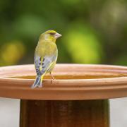 A greenfinch on a bird bath