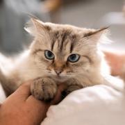 7 out of 10 cat owners say that their cat’s purring relaxes them and helps reduce their own stress