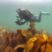 Filmmaker David Palfrey wanted to explore the effect that the octopus bloom has had from a series of interconnected perspectives. c. Lewis Jeffries