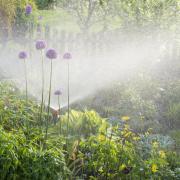 Watering in the flower garden - gardeners in the flowerbed.