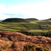 Gorse and bracken on Hardown Hill, west Dorset.