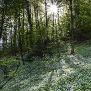 Camera Wild Places category winner Wild Garlic