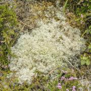 The land includes wet woodlands, heaths and bogs, which are havens for rare species such sphagnum moss