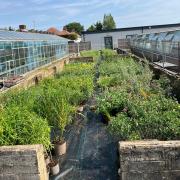 First Pieces of Eden Project Morecambe Arrive as Award-Winning RHS Chelsea Garden Plants Reach the Town