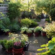 Shady back garden