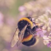 Buff-tailed bumblebee