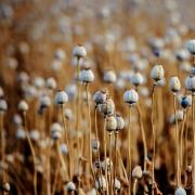 Poppy field ready for the harvest.