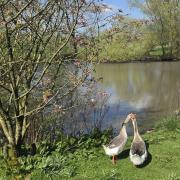 The Mere at Earl Sterndale