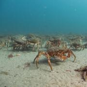 Spider crabs (Maja brachydactyla) coming ashore off the Welsh coast.