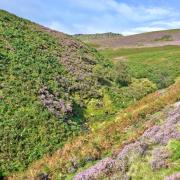 Carpet of Heather on path by Fair Brook, Kinder