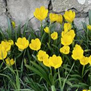 Autumn daffodil