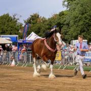 Shire horse competition