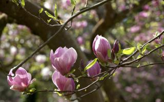 Magnolias begin to unfurl at Sir Harold Hillier Gardens.