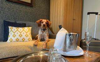 Doggy friendly rooms at Banyers House CREDIT Oakman Inns