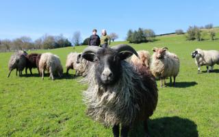 Some sheep are keener than others to pose for the camera. Photo: Kirsty Thompson