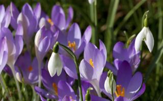Snowdrops amongst crocuses is a pretty combination for containers or in the garden