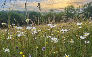 'It's thought the area around my home supports 100 species of wildflowers and grasses.' Photo: Matthew Thomas/Getty Images