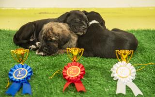 Cotswolds Dogs & Cats Home has partnered with The Adoption Mission programme to host the ultimate Crufts celebration for their furry residents. The goal is to inspire more people to consider adoption and help the dogs still in their care find new loving