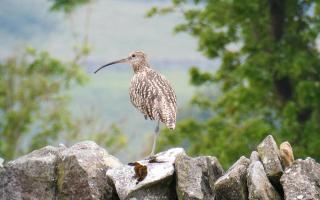 Human activity that has impacted the decline of curlews the most, says Ann Shadrake.