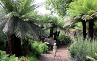 Wander through tropical vegetation at the University of Bristol Botanic Garden