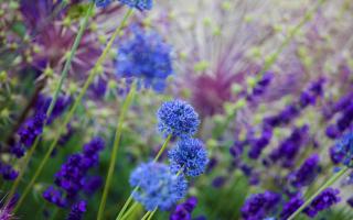 Pair blue alliums with lavender