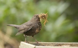 Female blackbird with nesting material