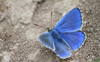 The male Adonis blue is arguably the most beautiful of the blues, with eye-catching electric blue upperwings.
