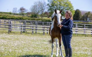 Somerset stable yard lifechanging for horses