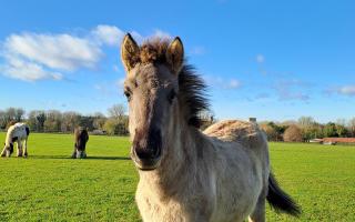 Norfolk stable yard lifechanging for horses