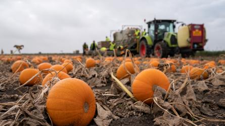 There are various pumpkin patches to find throughout Sussex