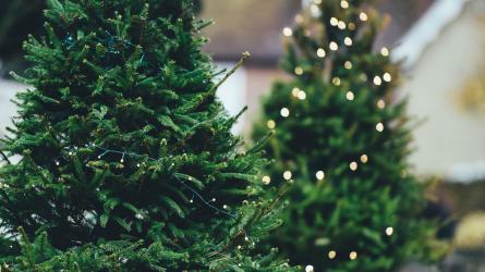 Bournemouth has several online and in-person businesses selling Christmas trees in 2023