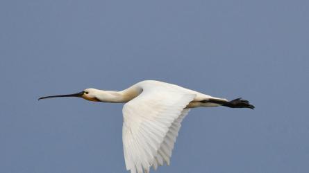 Suffolk Wildlife Trust is hoping to attract spoonbills to Hazelwood Marshes. Photo: Carl Earrye