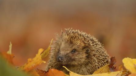 European hedgehog foraging in autumnal leaves in November. Photo: RSPB images