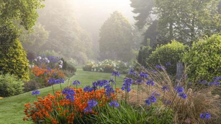 Summer in Foggy Bottom, picture shows
a foreground grouping of two perennials – a
well-established clump of the tall, late flowering
Agapanthus Loch Hope rising above the closely
packed flowers of Crocosmia Walberton
Bright Eyes. (c) Adrian Bloom
