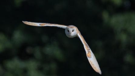 Barn owl in flight in Suffolk. Photo: Ryan Dorling