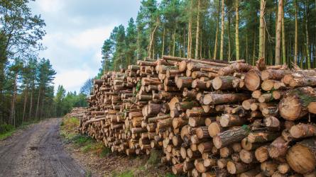 Commercial forests, such as pictured here in the Derbyshire Dales, are also seen as an efficient use of land Photo: Shaun Wilkinson/Getty Images