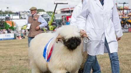 What sheep has a fleece like that? Find out at Dorset County Show. (Photo: Stephen Jones)