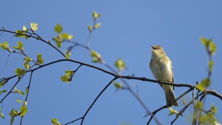Willow warbler. (Photo: Chris Gomersall 2020VISION)