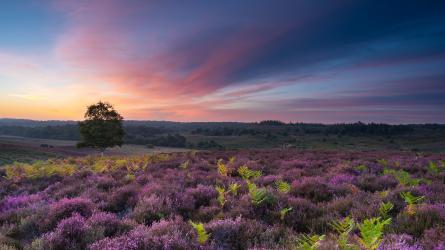 Unique and beautiful Ibsley Common. Image: Paul Mitchell