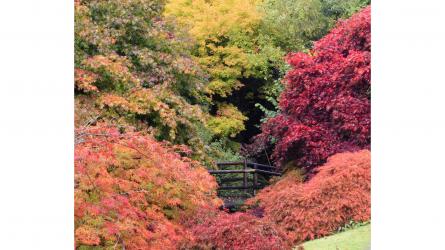 The Acer Glade in all its splendour. Photo: John Richmond