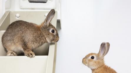 Being sociable creatures, rabbits are generally homed in pairs. Photo: RSPCA