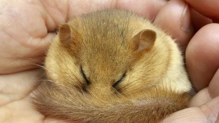 Dormice are most active by night in spring and summer. Photo: Clare Pengelly