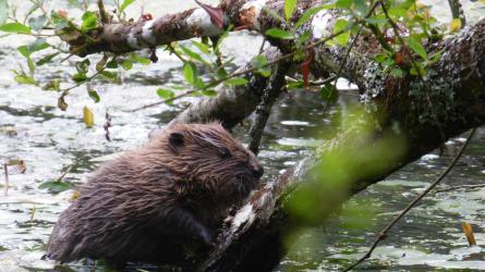 One of the Dorset born beaver kits. (Photo: Stephen Oliver/Dorset Wildlife Trust)