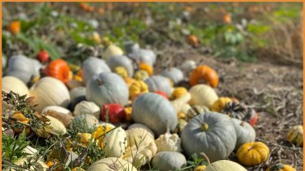 Take your pick from 1000s of pumpkins of all shapes and sizes Credit: Foxes Farm