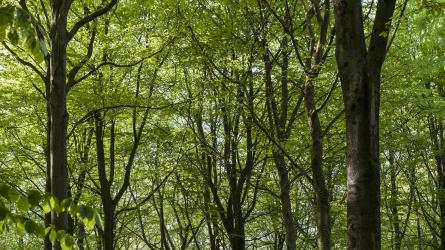 New woodland in Hampshire could be popping up in just 20 to 30 years by using this new technology. Image: Getty