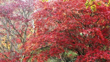 Acers, arguably the most stunning autumn tree, feature at Exbury (c) Leigh Clapp