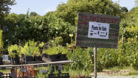 Many community gardens sell own-grown plants (c) Leigh Clapp