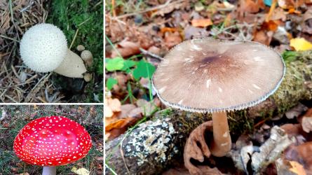 There are various different types of fungi to find in Dorset and the New Forest