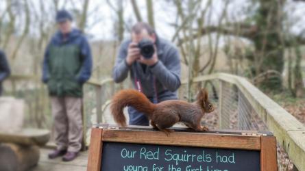 Photographing red squirrels at Escot (c) David Chapman