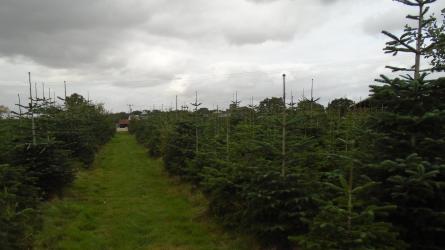 The French family have been growing Christmas Trees for three generations. Photo: Bullbanks Farm